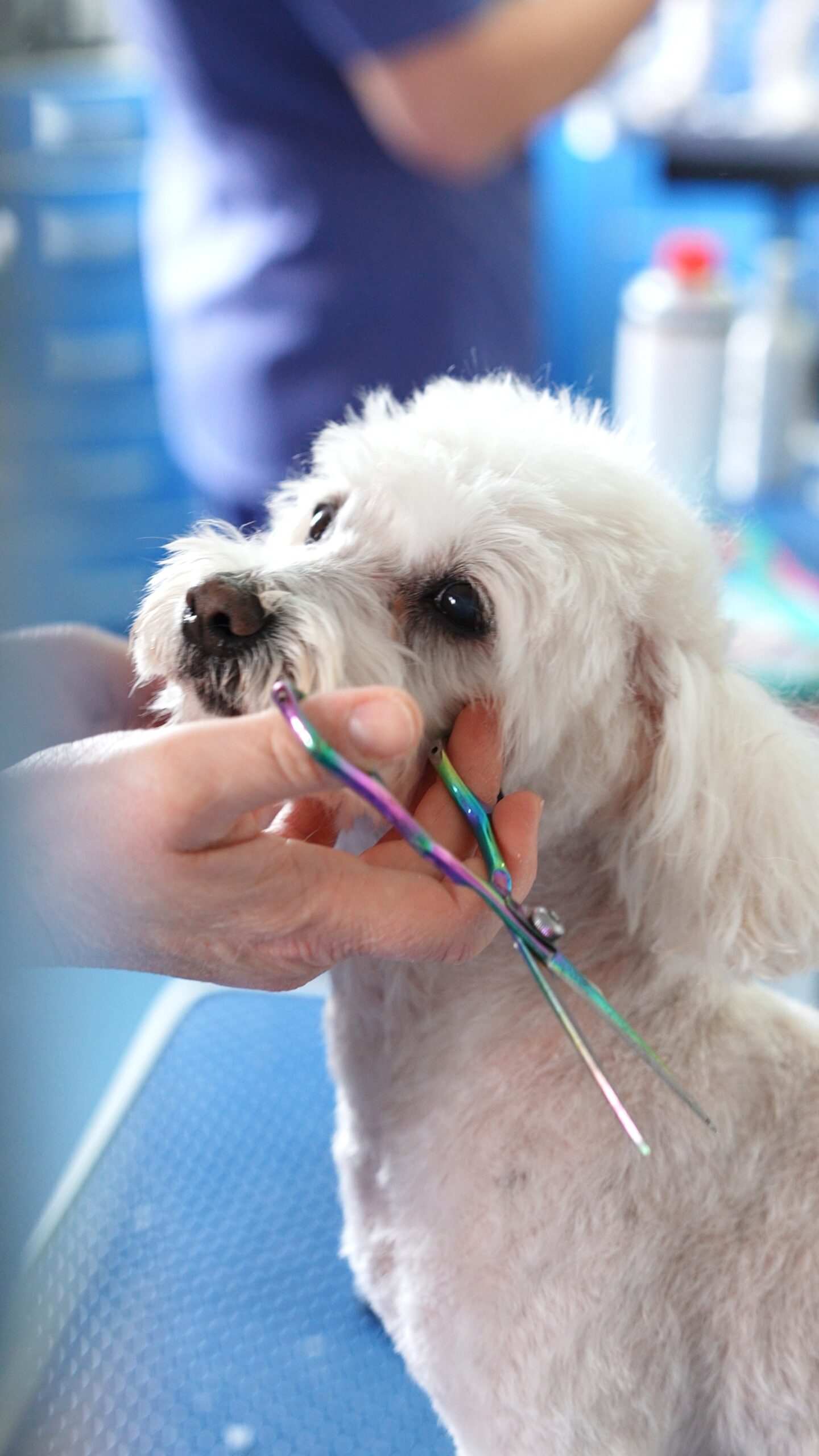 Cosmetică și toaletaj la Help Vet