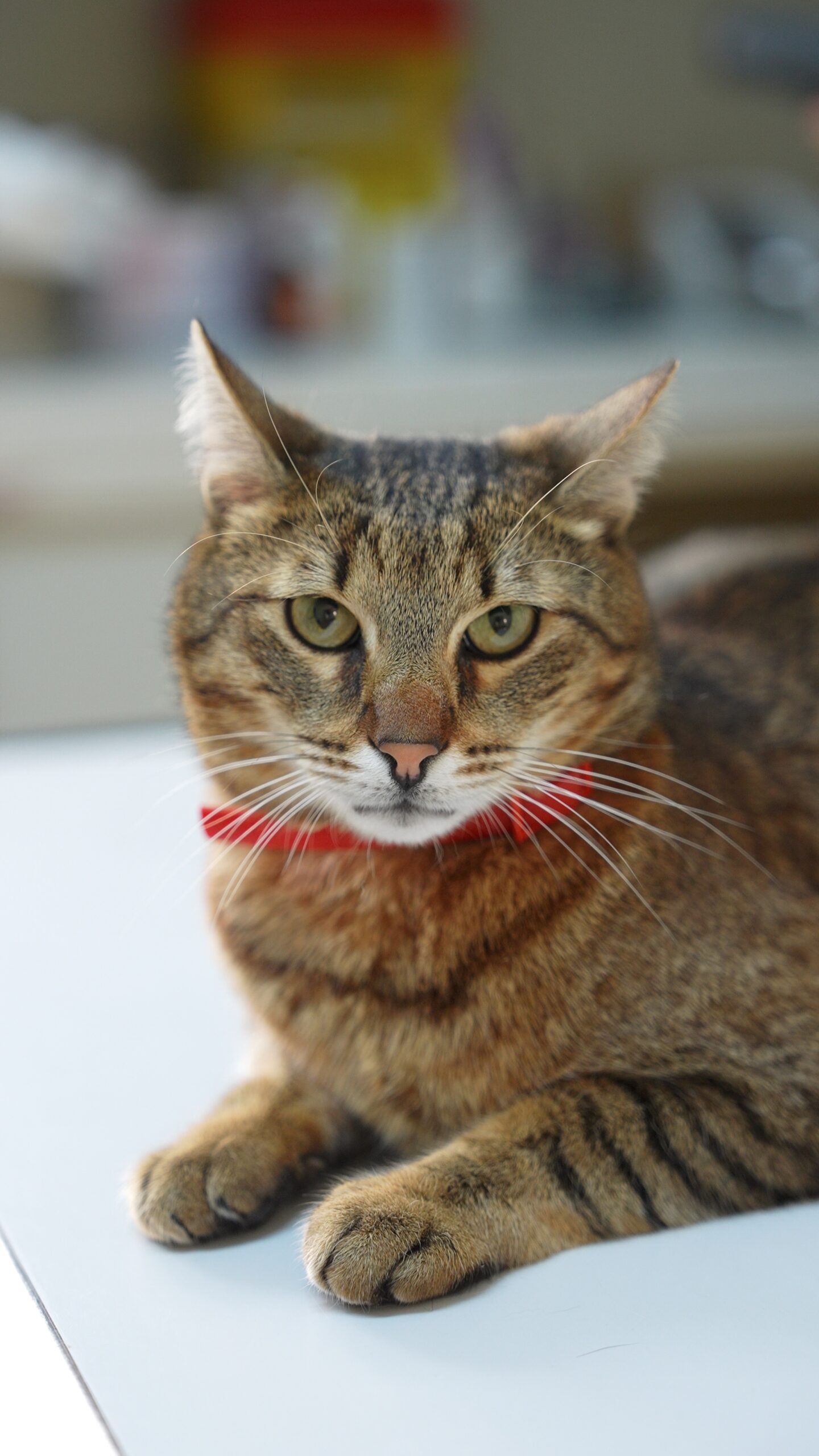 Consultație veterinară la Help Vet Buzău