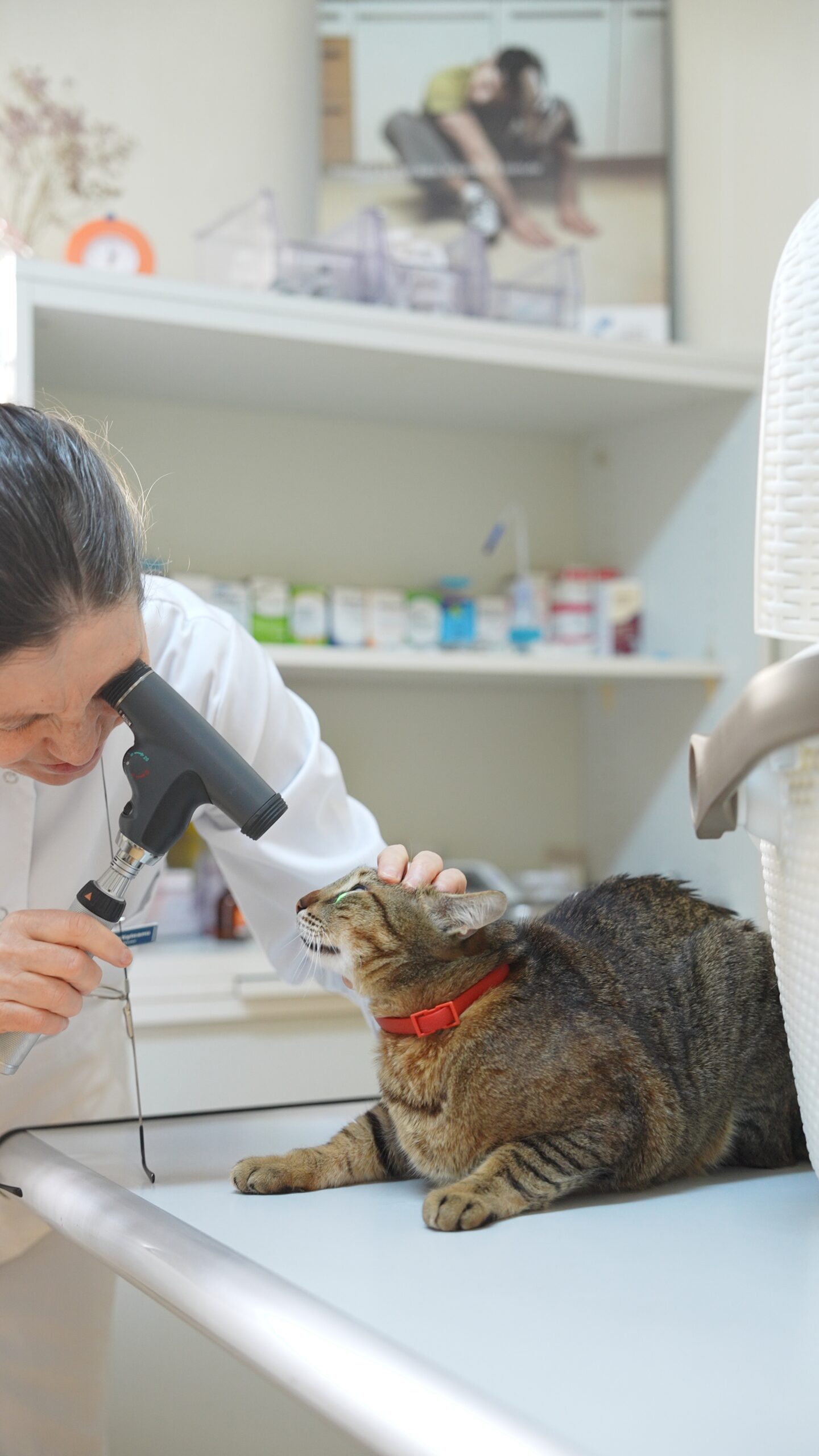 Consultație veterinară la Help Vet Buzău